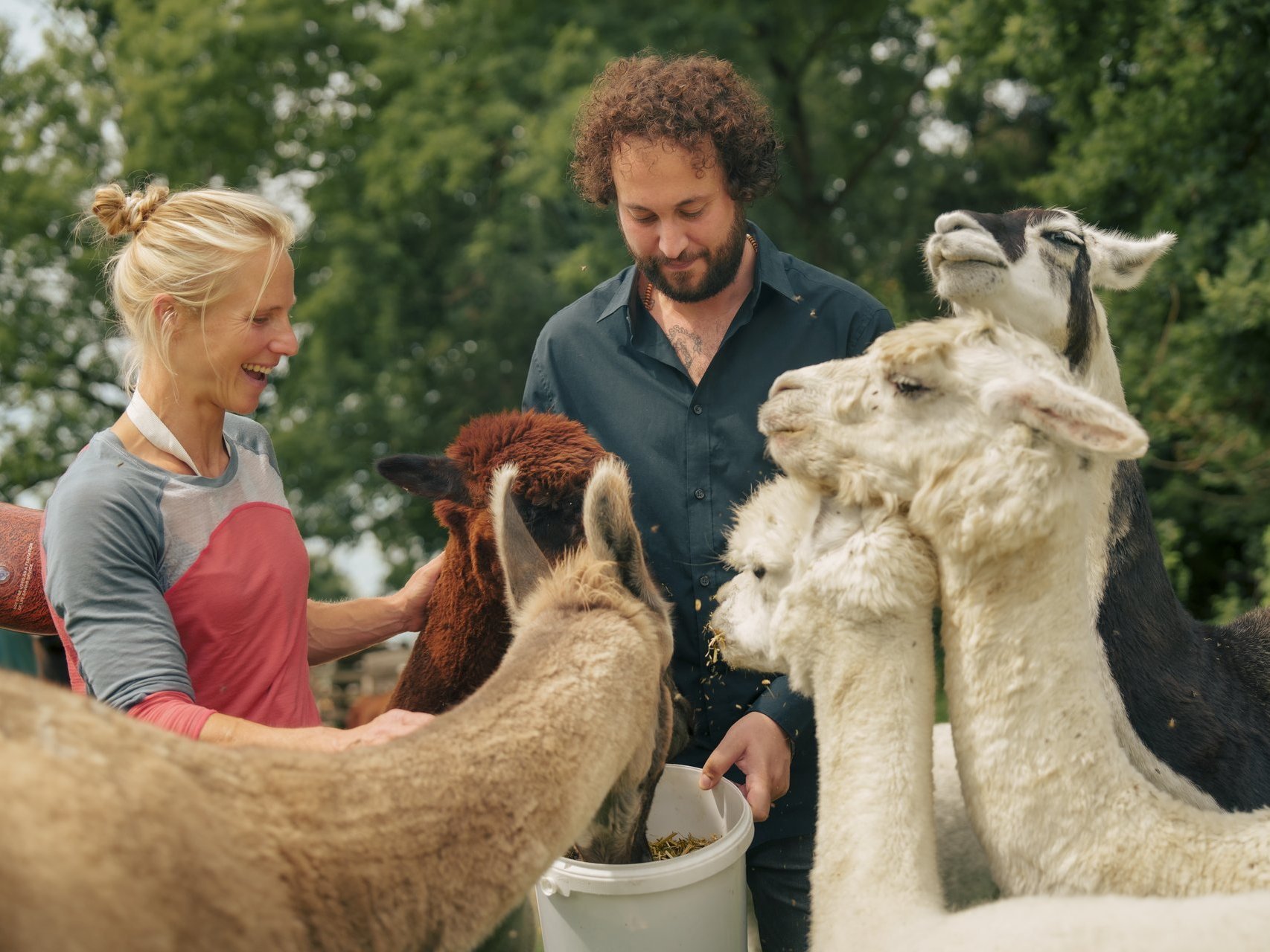 Eine Frau und ein Mann Füttern lamas und Alpakas in der Natur