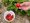 Eine Hand hält eine einzelne rote Erdbeere vor einem Erdbeerbeet. Auf dem Stroh am Boden steht eine weiße Schale, die bereits mit vielen frischen Erdbeeren gefüllt ist.