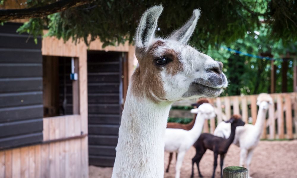 Nahaufnahme: Lama-Kopf